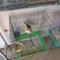 فروش قناری رسمی بلند ورسمی