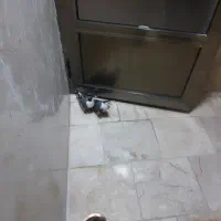 کبوتر سیاه پشت