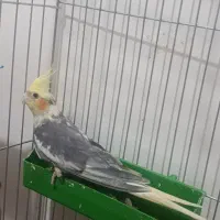 عروس هلندی  3 تا