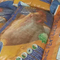 چالکود زمستانه|خدمات باغبانی و درختکاری|الوند, |دیوار