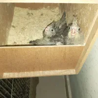 عروس هلندی مولد|پرنده|شهریار, یوسف آباد صیرفی|دیوار