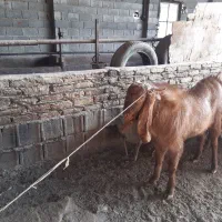 دبر پاکستانی|حیوانات مزرعه|شاهینشهر, گرگاب|دیوار