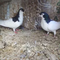 کبوتر فروشی|پرنده|سمنان, |دیوار