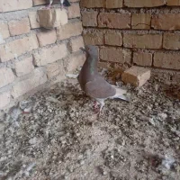 ماده پلاکی|پرنده|فراشبند, |دیوار