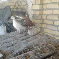 نروماده منز