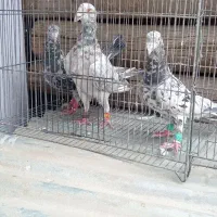 کبوتر 3تا هفرنگ نر هیکل دار خوشگل خال دار