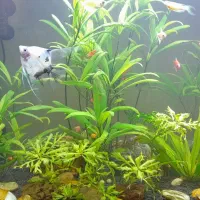 آکواریوم شیشه خم دلسا