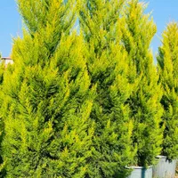 کاج لاوسون ممتاز، مقاوم زیبا، ویژه طراحی های خاص