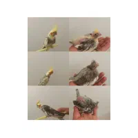 عروس هلندی