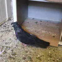 فروش صرب|پرنده|شاهین‌شهر, فردوسی|دیوار