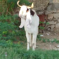 دو عدد بعده|حیوانات مزرعه|شوشتر, |دیوار