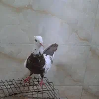 کفتر|پرنده|اقبالیه, |دیوار