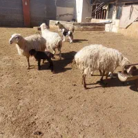 4 راس میش بره دار