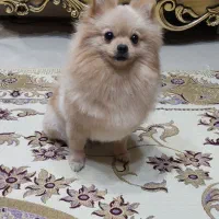 واگذاری سگ پامرین|سگ|مشهد, هنرستان|دیوار