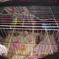 دو عدد مرغ عشق و دو عدد فنچ|پرنده|نکا, |دیوار