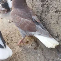 سه عدد جوجه دم سفید|پرنده|اسفراین, |دیوار