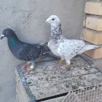 تعدادی کبوتر|پرنده|بهبهان, |دیوار