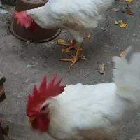 خروس|حیوانات مزرعه|املش, |دیوار