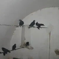 فروش کبوتر پریا تبریزی