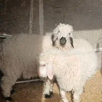 2عددبره جوان وخوب با بهترین خوراک