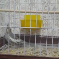 دوجفت عروس هلندی مولد. فروشی.|پرنده|بم, |دیوار