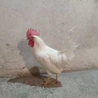 خروس
