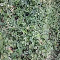 نهال توت فرنگی سابیرینا|گل و گیاه طبیعی|مینودشت, |دیوار