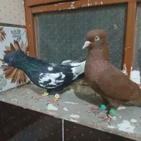 رنگی نر|پرنده|شوشتر, |دیوار