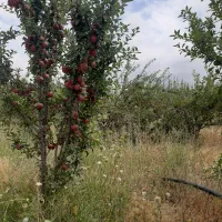 اجاره دادن باغ دارای ۷۰۰ درخت روستای مشگین شهر|اجارهٔ کوتاه‌مدت ویلا و باغ|مشگین شهر, |دیوار
