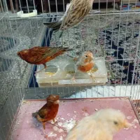 قناری|پرنده|کرمان, |دیوار