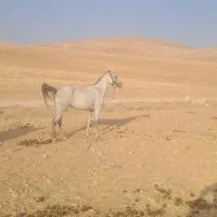 اسب مادیان|اسب و تجهیزات اسب‌سواری|کمیجان, |دیوار