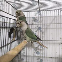 جفت گرینچیک پاین اپل|پرنده|اهواز, زندوکیلی|دیوار