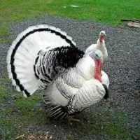 جوجه بوقلمون رویال نر