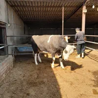 ۲ عدد گوساله نر|حیوانات مزرعه|شاهدشهر, |دیوار