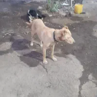 سگ نر