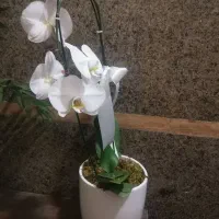 گل ارکیده