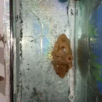 آکواریوم|ماهی|پردیس, فاز ۵|دیوار