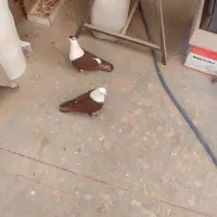 کفتر کلاغ|پرنده|مشهد, شهید قربانی|دیوار