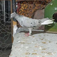 کفتر|پرنده|داراب, |دیوار