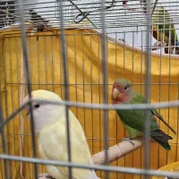 کوتوله دستی و نیمه دستی