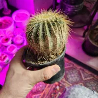 گل و کاکتوس ۲۰ تومن|گل و گیاه طبیعی|اراک, |دیوار