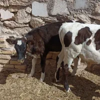 گوساله سیمینتال .|حیوانات مزرعه|اصفهان, شهرستان|دیوار