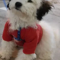 سگ اشپیتزتریرماده|سگ|کرمان, |دیوار