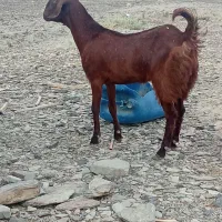دوتا گتاچ فروشی