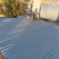 انواع کبوتر ساعتی طوقی معاوضه|پرنده|خانمیرزا, |دیوار