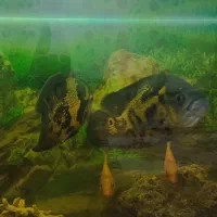 ماهی اسکار درشت|ماهی|بندرعباس, |دیوار