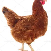 فروش مرغ محلی تخمگذار