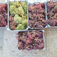 انگور
