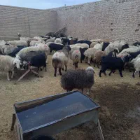 میش و بز داشتی|حیوانات مزرعه|آباده, |دیوار