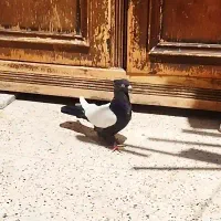کفتر رنگه عتیقه چپ وساده کاکلی دمسفید سرور سینه|پرنده|مشهد, سپاد|دیوار